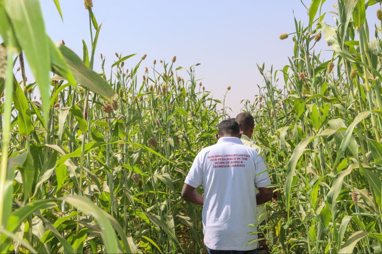 BORESHA-NABAD Revives Abandoned Farmland to Boost Food, Fodder Supply